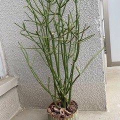 観葉植物　サボテン　ミルクブッシュ