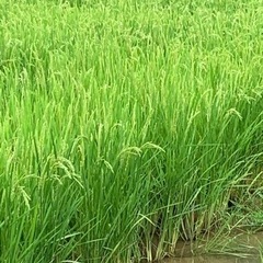 稲作の播種作業　単発1日から2日軽作業　高時給