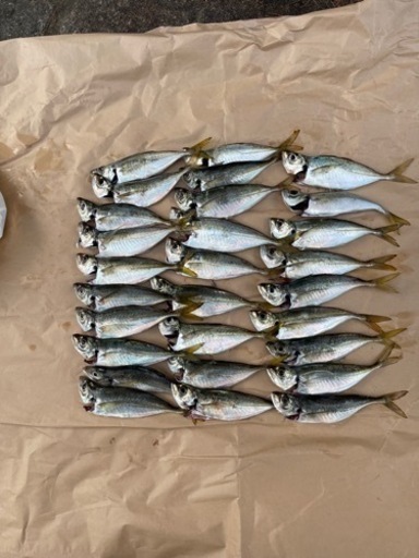 遠投サビキ釣り仲間アジ釣り釣りすきなひと モズライト 糟屋の釣りのメンバー募集 無料掲載の掲示板 ジモティー 遠投サビキ釣り仲間アジ釣り釣りすきなひと モズライト 糟屋の釣りのメンバー募集 無料掲載の掲示板 ジモティー