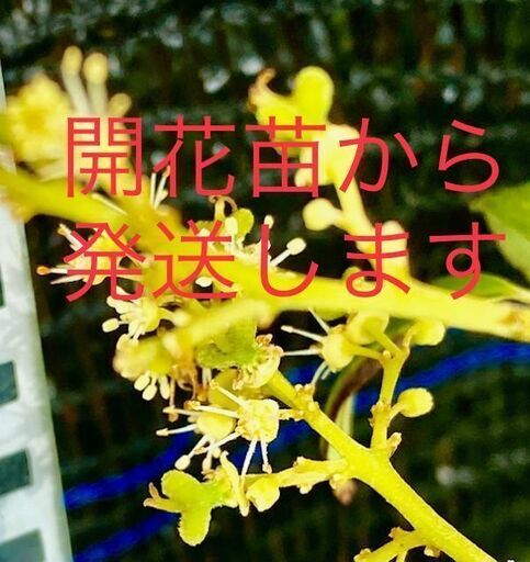 ライチ苗木 半耐寒性 特大種【特選 玉荷包 ぎょくかほう】