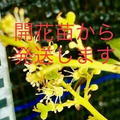 花芽付き　ライチ苗木　半耐寒性　特大種【特選　玉荷包　ぎょくかほう】