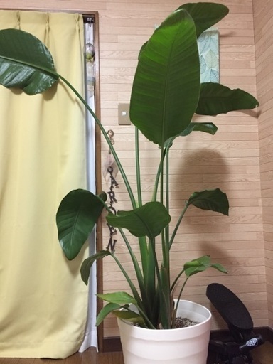 ストレリチア 植物 大 180cm