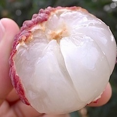 花芽付き　ライチ苗木　半耐寒性　特大種【特選　玉荷包　ぎょくかほう】