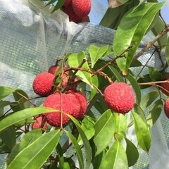 花芽付き　ライチ苗木　半耐寒性　特大種【特選　玉荷包　ぎょくかほう】