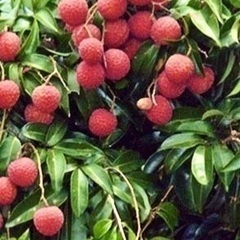 花芽付き　ライチ苗木　半耐寒性　特大種【特選　玉荷包　ぎょくかほう】