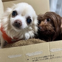 保護犬達の為にご協力お願い致します！！