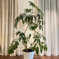 【ネット決済】観葉植物　ツピタンサス