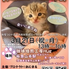 保護猫の譲渡会@兵庫県宝塚