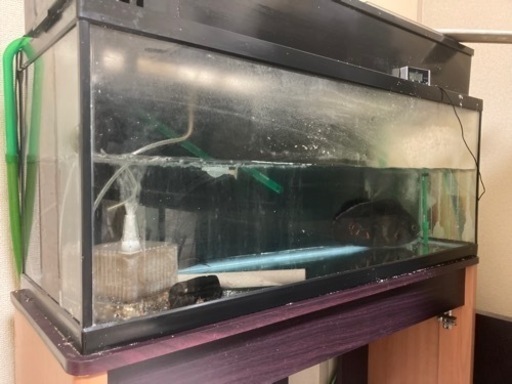 期間限定値引き☆ガラス水槽　900×300×450 水槽台付　付属品多数