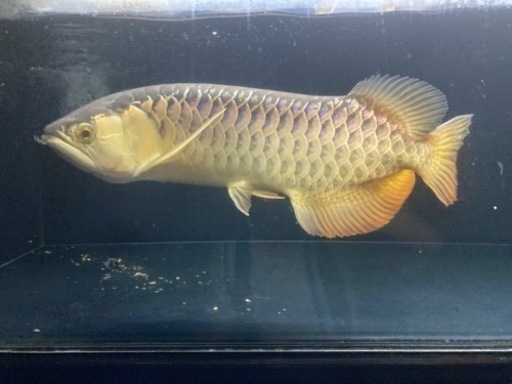 期間限定値引き☆アクリル水槽　台付　w120cm