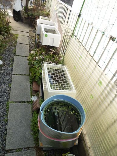 ★お話し中★メダカ他色々