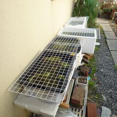 ★お話し中★メダカ他色々