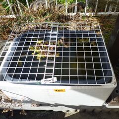 ★お話し中★メダカ他色々