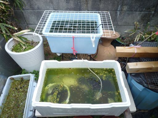 トップ ☆お話し中☆メダカ他色々 