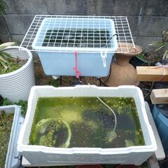 ★お話し中★メダカ他色々