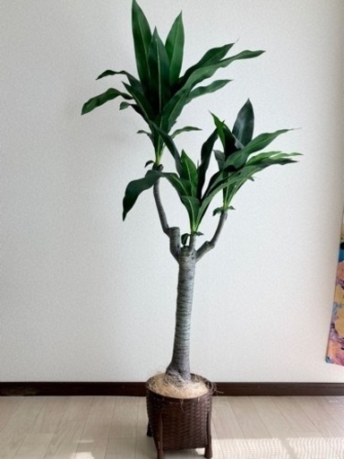 フェイクグリーン造花観葉植物 大型インテリア風水装飾 イリーム 小牧原のインテリア雑貨 小物 置物 オブジェ の中古あげます 譲ります ジモティーで不用品の処分 フェイクグリーン造花観葉植物 大型インテリア風水装飾 イリーム 小牧原のインテリア雑貨 小物 置物 オブジェ の中古あげます 譲ります ジモティーで不用品の処分