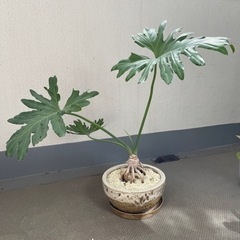 【ネット決済】セローム　観葉植物　室内で育てていました