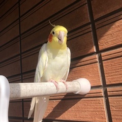 オカメインコ10歳