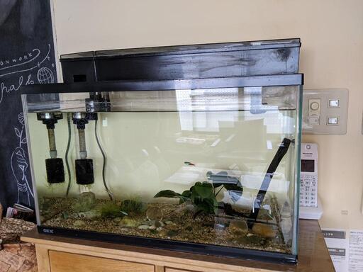 水槽とネオンテトラ 水換え不要 眠猫 屋島の家具の中古あげます 譲ります ジモティーで不用品の処分