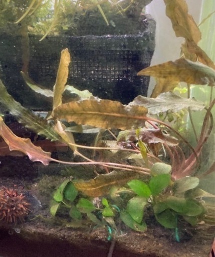 クリプトコリネウェンティブラウン2株水草 あだちくん 西新井大師西のその他の中古あげます 譲ります ジモティーで不用品の処分 クリプトコリネウェンティブラウン2株水草 あだちくん 西新井大師西のその他の中古あげます 譲ります ジモティーで不用品の処分