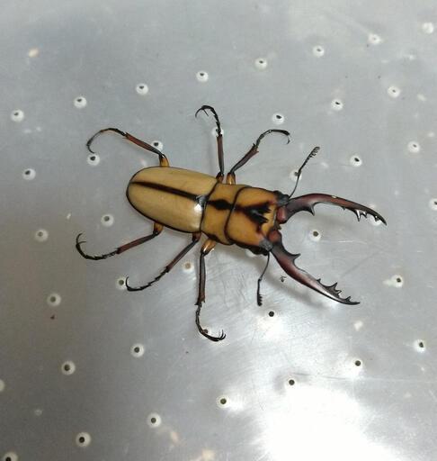 カネギエーテルノコギリクワガタ 成虫ペア