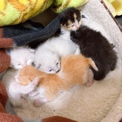 生後２週間頃の子猫４匹。(三毛猫写真、変更。)