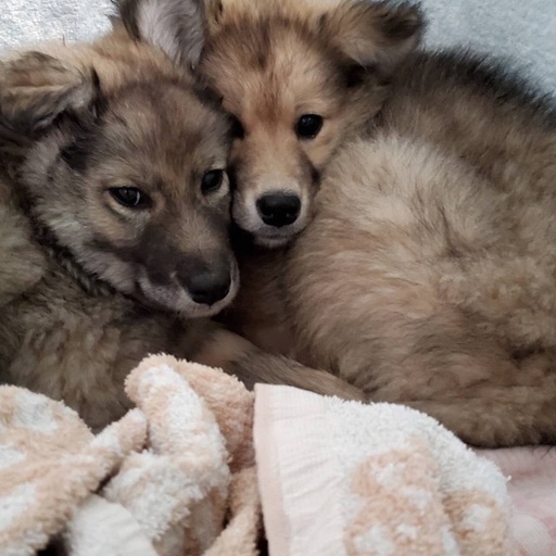 里親決定 有難うございました 保健所収容 臆病な野犬の子犬もふもふ兄弟 僕達と家族になってください 県外譲渡可 Kmhらぶ 大村のその他の里親募集 ジモティー 里親決定 有難うございました 保健所収容 臆病な野犬の子犬もふもふ兄弟 僕達と家族になってください 県外譲渡可 Kmhらぶ 大村のその他の里親募集 ジモティー