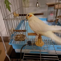 オカメインコを探しています