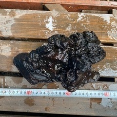 流木  熱帯魚 アクアリウム アク抜き済み 金魚 メダカ