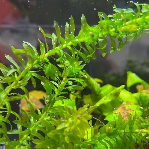 アカハライモリ卵付き水草22年3月産卵第1弾 Koimo 小平のその他の中古あげます 譲ります ジモティーで不用品の処分