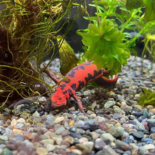 アカハライモリ卵付き水草22年3月産卵第1弾 Yw 小平のその他の中古あげます 譲ります ジモティーで不用品の処分