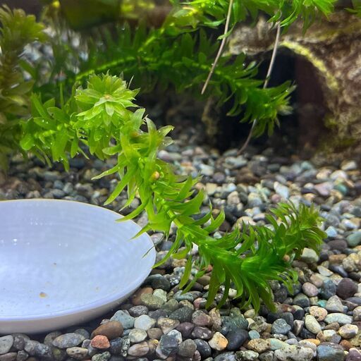 アカハライモリ卵付き水草22年3月産卵第1弾 Yw 小平のその他の中古あげます 譲ります ジモティーで不用品の処分