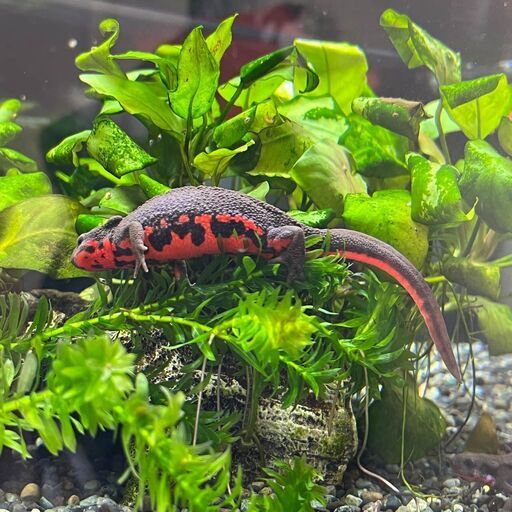 アカハライモリ卵付き水草22年3月産卵第1弾 Yw 小平のその他の中古あげます 譲ります ジモティーで不用品の処分
