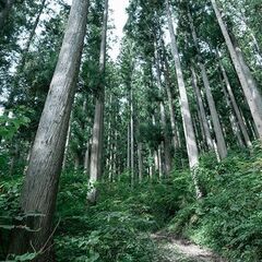 🌷 山林🌲買い受けます。   − 滋賀県