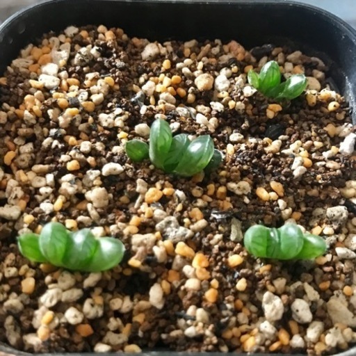 ハオルチア オブツーサトゥルンカータ カキコ苗 ランダム1個 えんどう 発送不可 山陽魚住のその他の中古あげます 譲ります ジモティーで不用品の処分