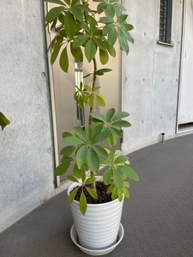 観葉植物カポック8号サイズ Nagisa 代々木八幡のその他の中古あげます 譲ります ジモティーで不用品の処分