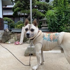 私の愛犬が居なくなってしまいました − 香川県