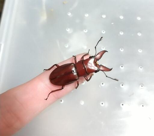 ムルティデンタトゥスホソアカクワガタ 成虫ペア
