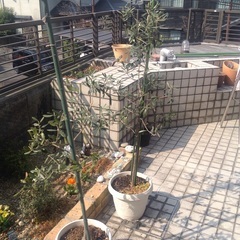 鉢植オリーブの木 2本