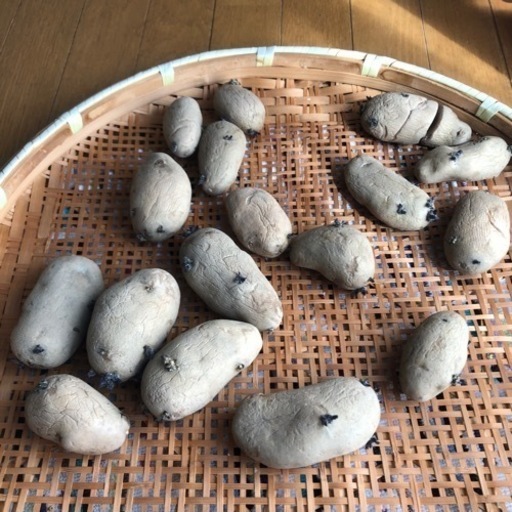 じゃがいもの種芋芽出し済み すい 山手のその他の中古あげます 譲ります ジモティーで不用品の処分