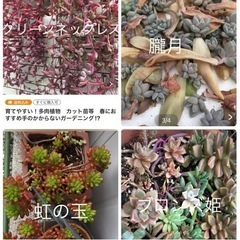 【ネット決済】多肉植物　現金引き渡し可