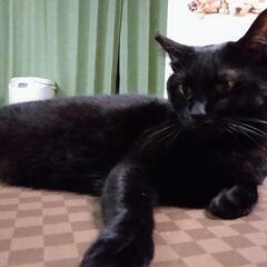 黒猫　オス - 堺市