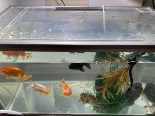 らんちゅうヒーター水槽金魚 うぃるきん 都賀のその他の中古あげます 譲ります ジモティーで不用品の処分