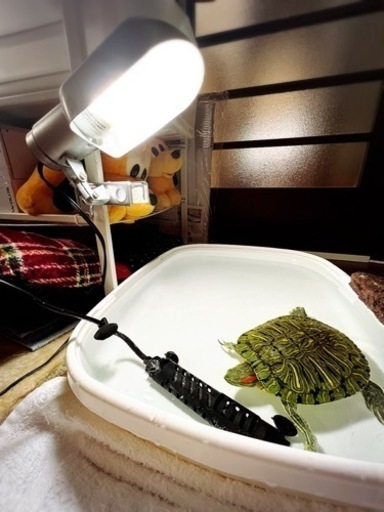 バスキングライト 中古 ねこがみ 谷塚のその他の中古あげます 譲ります ジモティーで不用品の処分