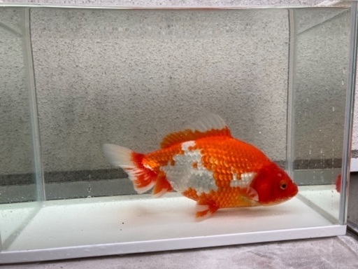 金魚（隼人和錦）譲ります