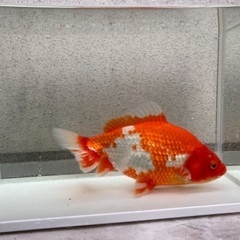 金魚（隼人和錦）譲ります