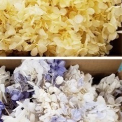 プリザーブド紫陽花