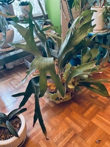ビカクシダ　大型