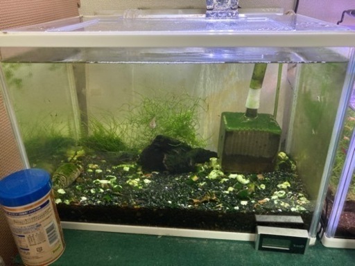 ミナミヌマエビ水槽ごと ベータ 伊勢崎の家具の中古あげます 譲ります ジモティーで不用品の処分