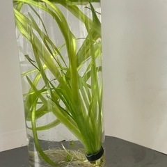 水草赤系レッドルドウィジアランナー系ジャイアントバリスネア むー 糀谷のその他の中古あげます 譲ります ジモティーで不用品の処分